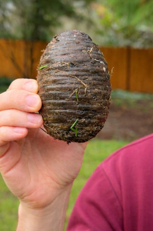 Pronašla sam ovu čudnu stvar u dvorištu sasvim slučajno i bila sam šokirana kad sam saznala što je 🤔 - featured image