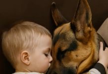 Dečak i njegov pas zaspali su, zagrljeni na sofi, a roditelji su bili dirnuti tim prizorom, sve dok sledećeg jutra, ulazeći u sobu, nisu bili zapanjeni onim što su videli. Dečak i njegov pas zaspali su, zagrljeni na sofi, a roditelji su bili dirnuti tim prizorom, sve dok sledećeg jutra, ulazeći u sobu, nisu bili zapanjeni onim što su videli. - featured image