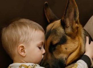 Dečak i njegov pas zaspali su, zagrljeni na sofi, a roditelji su bili dirnuti tim prizorom, sve dok sledećeg jutra, ulazeći u sobu, nisu bili zapanjeni onim što su videli. Dečak i njegov pas zaspali su, zagrljeni na sofi, a roditelji su bili dirnuti tim prizorom, sve dok sledećeg jutra, ulazeći u sobu, nisu bili zapanjeni onim što su videli. - featured image