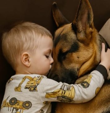 Dečak i njegov pas zaspali su, zagrljeni na sofi, a roditelji su bili dirnuti tim prizorom, sve dok sledećeg jutra, ulazeći u sobu, nisu bili zapanjeni onim što su videli. Dečak i njegov pas zaspali su, zagrljeni na sofi, a roditelji su bili dirnuti tim prizorom, sve dok sledećeg jutra, ulazeći u sobu, nisu bili zapanjeni onim što su videli. - featured image