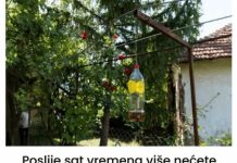 Poslije sat vremena više nećete vidjeti muhu, ni komarca u blizini: SMUĆKAJTE IM POSLJEDNJU VEČERU Poslije sat vremena više nećete vidjeti muhu, ni komarca u blizini: SMUĆKAJTE IM POSLJEDNJU VEČERU - featured image