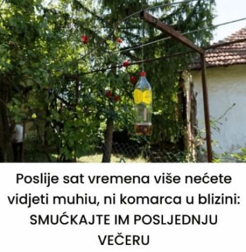 Poslije sat vremena više nećete vidjeti muhu, ni komarca u blizini: SMUĆKAJTE IM POSLJEDNJU VEČERU Poslije sat vremena više nećete vidjeti muhu, ni komarca u blizini: SMUĆKAJTE IM POSLJEDNJU VEČERU - featured image