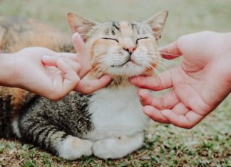 TRLJA LI SE MAČKA UZ VAŠE NOGE: Evo šta vam pokušava reći TRLJA LI SE MAČKA UZ VAŠE NOGE: Evo šta vam pokušava reći - featured image