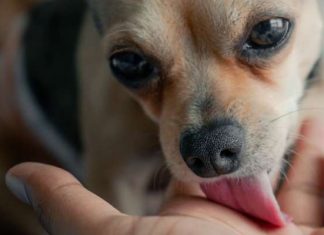 Šta znači kada vam pas uporno liže ruku? Istina je mnogo dublja i evo šta ljubimac pokušava da vam kaže Šta znači kada vam pas uporno liže ruku? Istina je mnogo dublja i evo šta ljubimac pokušava da vam kaže - featured image