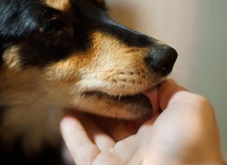 Šta znači ako vam pas liže ruku: Mnogi misle da tako iskazuje ljubav, ali to je velika greška , evo šta time poručuje Šta znači ako vam pas liže ruku: Mnogi misle da tako iskazuje ljubav, ali to je velika greška , evo šta time poručuje - featured image