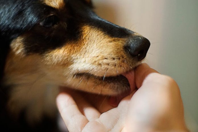 Šta znači ako vam pas liže ruku: Mnogi misle da tako iskazuje ljubav, ali to je velika greška , evo šta time poručuje - featured image Šta znači ako vam pas liže ruku: Mnogi misle da tako iskazuje ljubav, ali to je velika greška , evo šta time poručuje - featured image