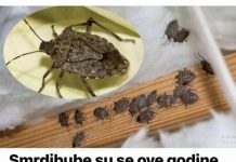 Savršen TRIK DA SE RlJEŠlTE SMRDlBUBA u stanu, na balkonu i na terasi! ZAUVIJEK ĆE NESTATl…. Savršen TRIK DA SE RlJEŠlTE SMRDlBUBA u stanu, na balkonu i na terasi! ZAUVIJEK ĆE NESTATl…. - featured image