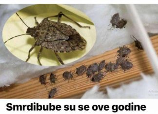 Savršen TRIK DA SE RlJEŠlTE SMRDlBUBA u stanu, na balkonu i na terasi! ZAUVIJEK ĆE NESTATl…. Savršen TRIK DA SE RlJEŠlTE SMRDlBUBA u stanu, na balkonu i na terasi! ZAUVIJEK ĆE NESTATl…. - featured image