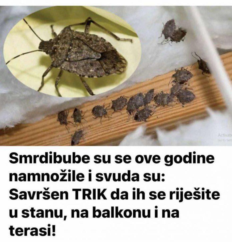 Savršen TRIK DA SE RlJEŠlTE SMRDlBUBA u stanu, na balkonu i na terasi! ZAUVIJEK ĆE NESTATl…. - featured image Savršen TRIK DA SE RlJEŠlTE SMRDlBUBA u stanu, na balkonu i na terasi! ZAUVIJEK ĆE NESTATl…. - featured image