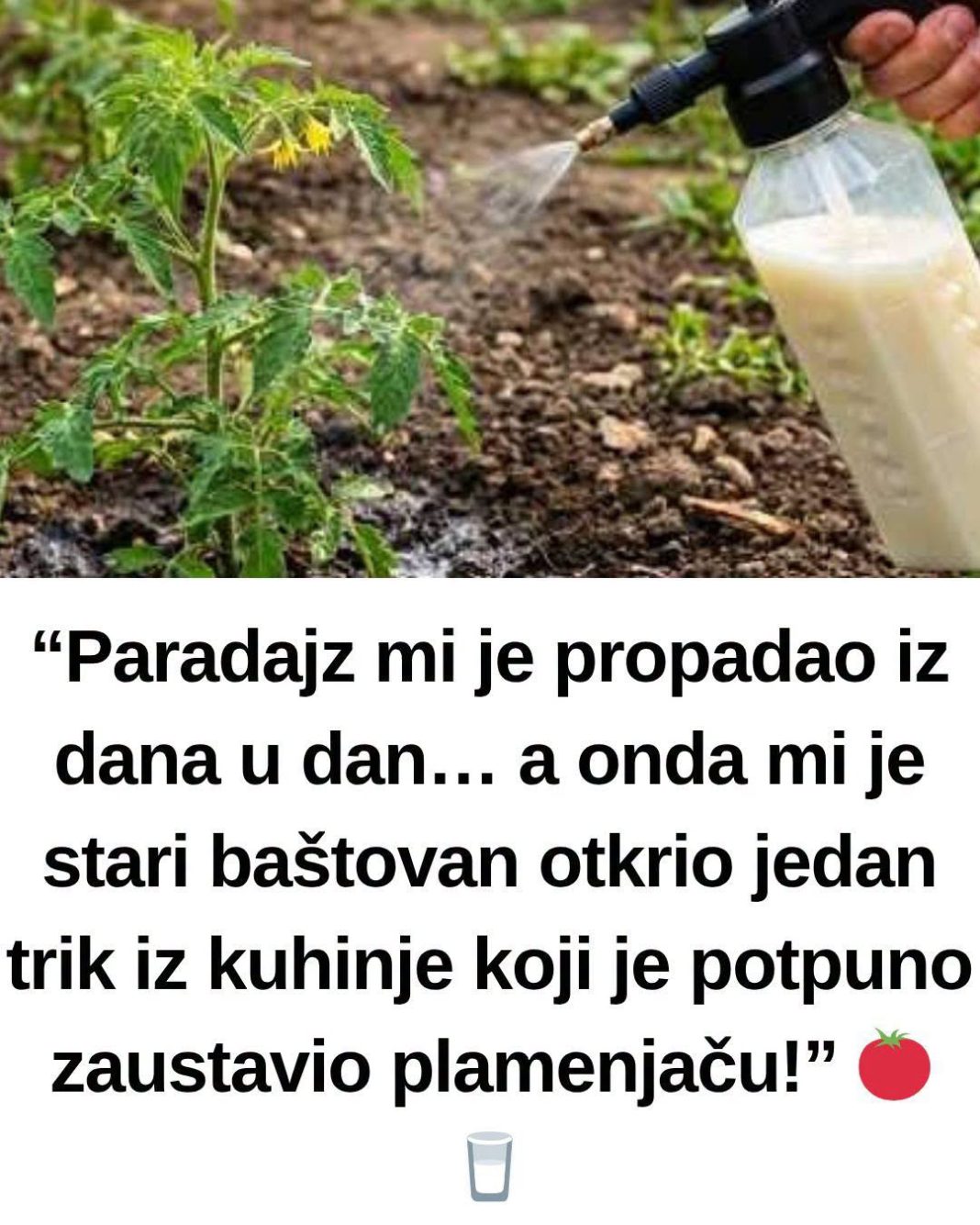 “Paradajz mi je propadao iz dana u dan… a 0nda mi je stari baštovan otkrio jedan trik iz kuhinje koji je potpuno zaustavio plamenjaču!” 🍅 - featured image