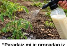“Paradajz mi je propadao iz dana u dan… a 0nda mi je stari baštovan otkrio jedan trik iz kuhinje koji je potpuno zaustavio plamenjaču!” 🍅 “Paradajz mi je propadao iz dana u dan… a 0nda mi je stari baštovan otkrio jedan trik iz kuhinje koji je potpuno zaustavio plamenjaču!” 🍅 - featured image