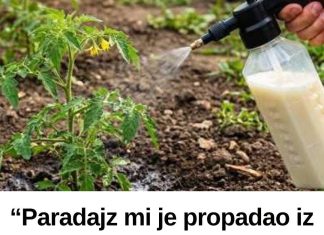 “Paradajz mi je propadao iz dana u dan… a 0nda mi je stari baštovan otkrio jedan trik iz kuhinje koji je potpuno zaustavio plamenjaču!” 🍅 “Paradajz mi je propadao iz dana u dan… a 0nda mi je stari baštovan otkrio jedan trik iz kuhinje koji je potpuno zaustavio plamenjaču!” 🍅 - featured image