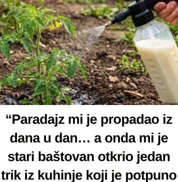 “Paradajz mi je propadao iz dana u dan… a 0nda mi je stari baštovan otkrio jedan trik iz kuhinje koji je potpuno zaustavio plamenjaču!” 🍅 “Paradajz mi je propadao iz dana u dan… a 0nda mi je stari baštovan otkrio jedan trik iz kuhinje koji je potpuno zaustavio plamenjaču!” 🍅 - featured image