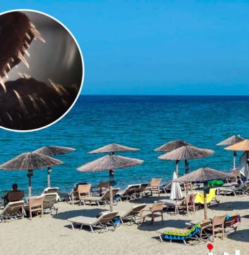 Dečak iz Srbije zgazio otrovno stvorenje na plaži u Grčkoj: “Toliko boli i brzo otiče da ne mogu da vam opišem” Dečak iz Srbije zgazio otrovno stvorenje na plaži u Grčkoj: “Toliko boli i brzo otiče da ne mogu da vam opišem” - featured image
