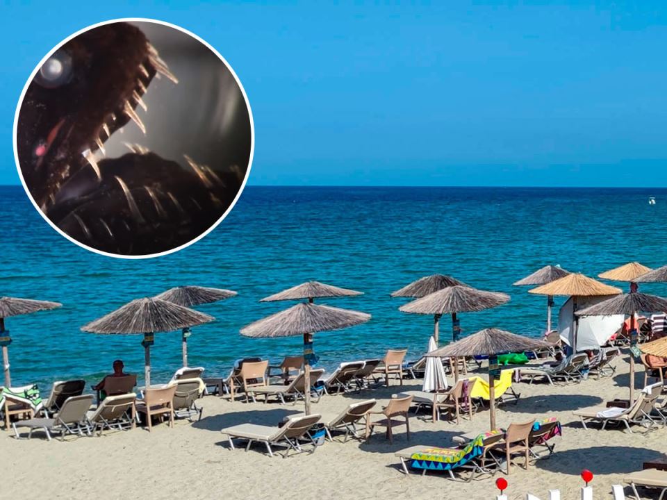 Dečak iz Srbije zgazio otrovno stvorenje na plaži u Grčkoj: “Toliko boli i brzo otiče da ne mogu da vam opišem” - featured image Dečak iz Srbije zgazio otrovno stvorenje na plaži u Grčkoj: “Toliko boli i brzo otiče da ne mogu da vam opišem” - featured image