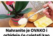 Nahranite je OVAKO i orhideja će cvjetati kao luda, obilno i dugotrajno Nahranite je OVAKO i orhideja će cvjetati kao luda, obilno i dugotrajno - featured image