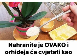 Nahranite je OVAKO i orhideja će cvjetati kao luda, obilno i dugotrajno Nahranite je OVAKO i orhideja će cvjetati kao luda, obilno i dugotrajno - featured image
