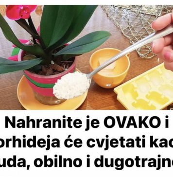 Nahranite je OVAKO i orhideja će cvjetati kao luda, obilno i dugotrajno Nahranite je OVAKO i orhideja će cvjetati kao luda, obilno i dugotrajno - featured image