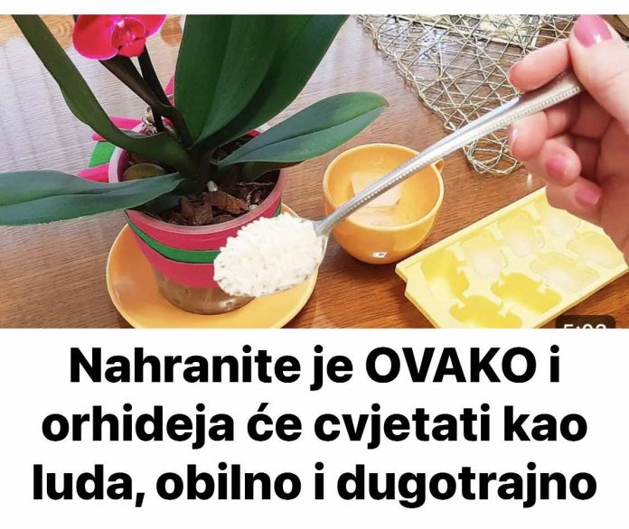 Nahranite je OVAKO i orhideja će cvjetati kao luda, obilno i dugotrajno - featured image Nahranite je OVAKO i orhideja će cvjetati kao luda, obilno i dugotrajno - featured image