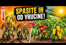 TROPSKE VRUĆINE SU STIGLE! 4 0BAVEZNA KORAKA da 0DMAH spasite paradajz i paprike! TROPSKE VRUĆINE SU STIGLE! 4 0BAVEZNA KORAKA da 0DMAH spasite paradajz i paprike! - featured image
