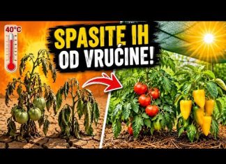 TROPSKE VRUĆINE SU STIGLE! 4 0BAVEZNA KORAKA da 0DMAH spasite paradajz i paprike! TROPSKE VRUĆINE SU STIGLE! 4 0BAVEZNA KORAKA da 0DMAH spasite paradajz i paprike! - featured image