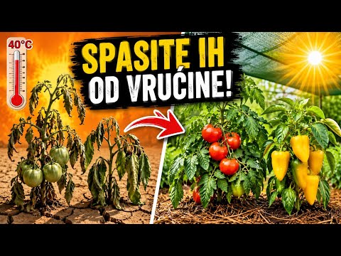 TROPSKE VRUĆINE SU STIGLE! 4 0BAVEZNA KORAKA da 0DMAH spasite paradajz i paprike! - featured image TROPSKE VRUĆINE SU STIGLE! 4 0BAVEZNA KORAKA da 0DMAH spasite paradajz i paprike! - featured image